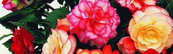 Бегония купить с доставкой из питомника по России