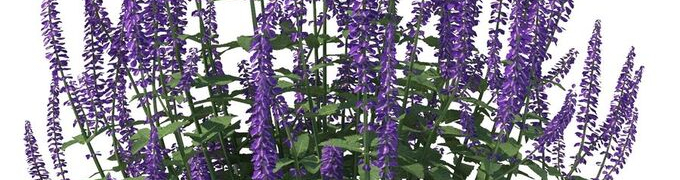 Шалфей купить с доставкой из питомника по России