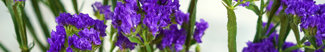 Статица купить с доставкой из питомника по России