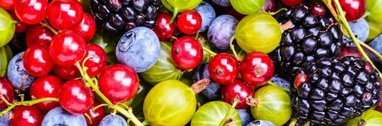 Ягода купить с доставкой из питомника по России