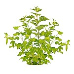 Пузыреплодники