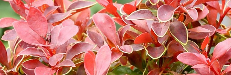 Барбарисы купить с доставкой из питомника по России